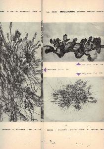[REQUICHOT] REQUICHOT. Peintures - Collages - Dessins - Carton d'invitation au vernissage d'une exposition (Daniel Cordier, 1961)