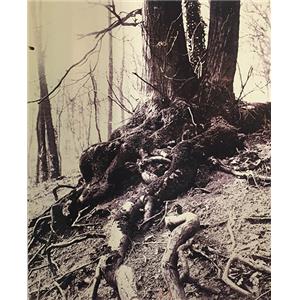 [ATGET] ARBRES INÉDITS D'ATGET - Textes de Sylvie Aubenas et de Guillaume Le Gall