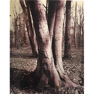 [ATGET] ARBRES INÉDITS D'ATGET - Textes de Sylvie Aubenas et de Guillaume Le Gall