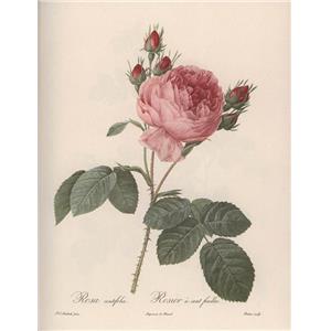 [REDOUTÉ] LES PLUS BELLES ROSES - Pierre-Joseph Redouté. Introduction de Gabrielle Townsend