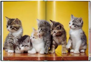 [CHANDOHA] CATS. Photographs 1942 - 2018 - Walter Chandoha. Texte de Susan Michals (po)