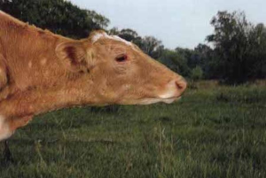 [McPHERSON] THE COWS - Photographies de Larry E. McPherson