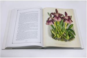 LINDENIA. Iconographie des orchidées, 5 volumes, 1885-1906 - Jean-Jules Linden et Emile Rodigas + PESCATOREA. Iconographie des orchidées [1854] - 1860 par Jean Linden