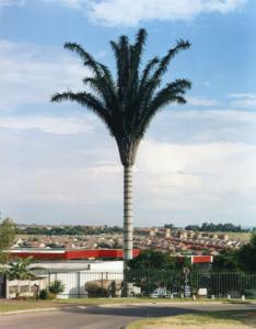 [VOIT] NEW TREES - Photographies de Robert Voit