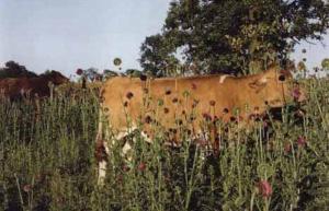 [McPHERSON] THE COWS - Photographies de Larry E. McPherson