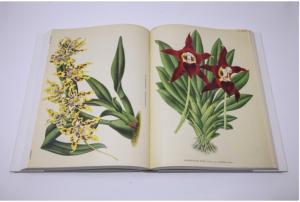 LINDENIA. Iconographie des orchidées, 5 volumes, 1885-1906 - Jean-Jules Linden et Emile Rodigas + PESCATOREA. Iconographie des orchidées [1854] - 1860 par Jean Linden