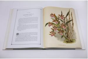 LINDENIA. Iconographie des orchidées, 5 volumes, 1885-1906 - Jean-Jules Linden et Emile Rodigas + PESCATOREA. Iconographie des orchidées [1854] - 1860 par Jean Linden